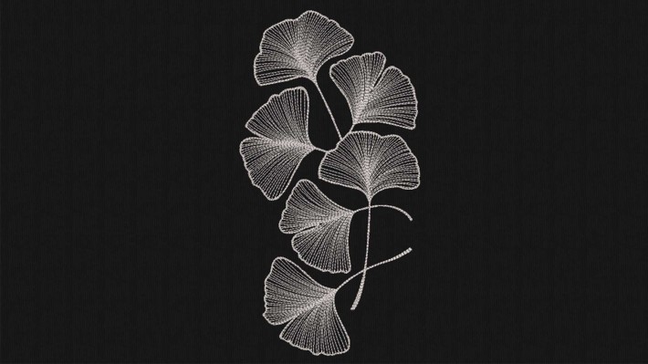 Hand Drawn Ginkgo Biloba